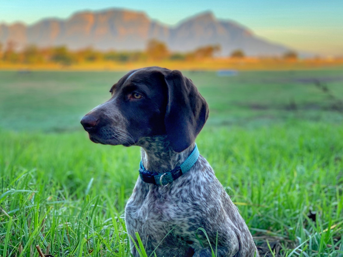 Német vizsla