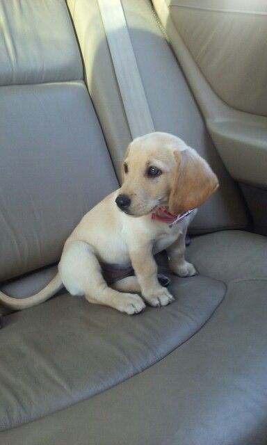 Golden Dox