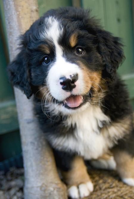 Bernedoodle