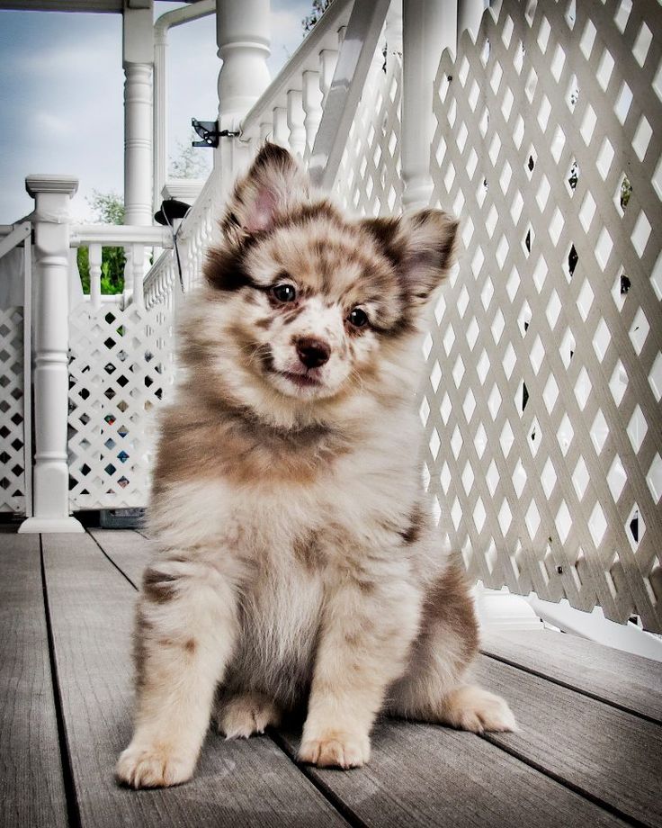 Aussiepom