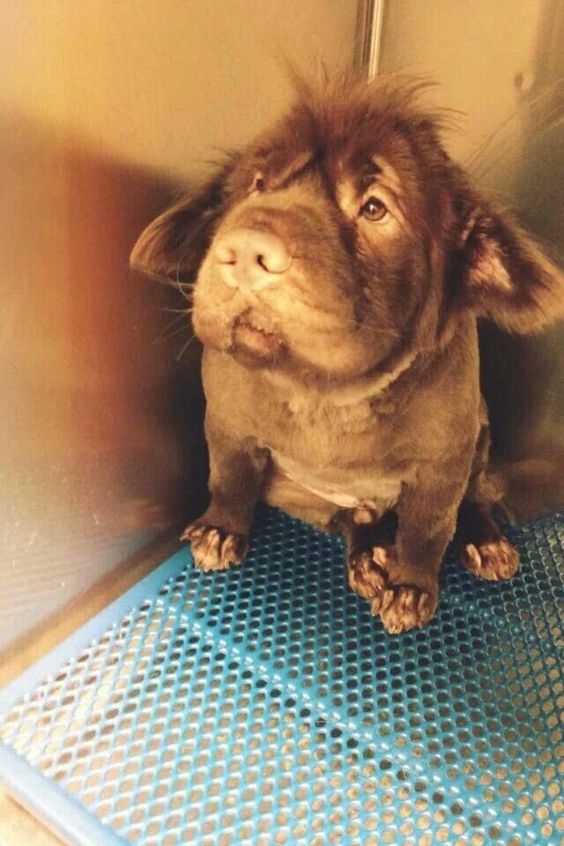 Cocker-Pei