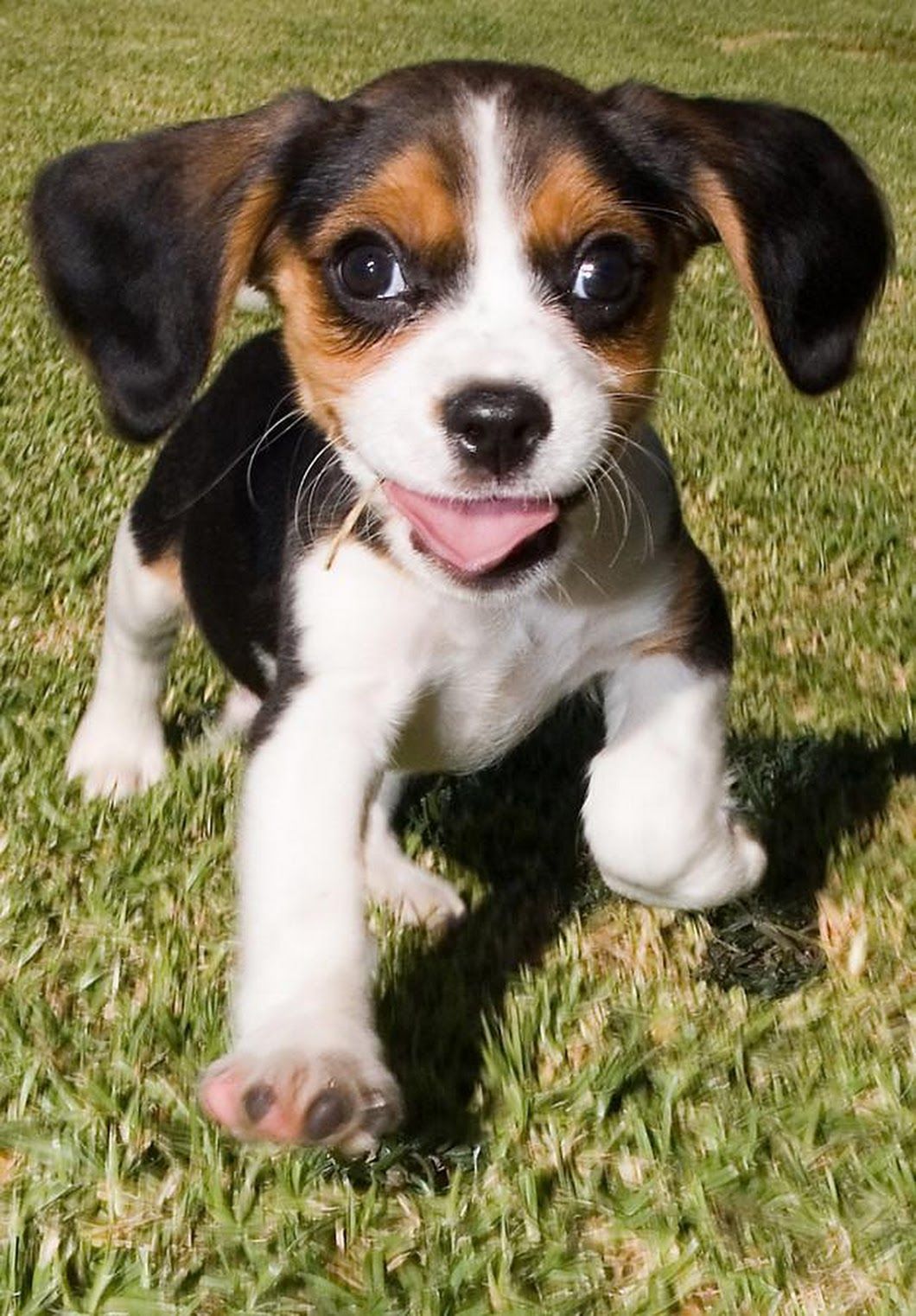 Beaglier