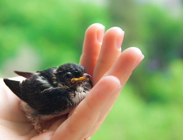 A fiókák 80 százaléka elpusztul. Ezt kell tenned, ha találtsz egyet