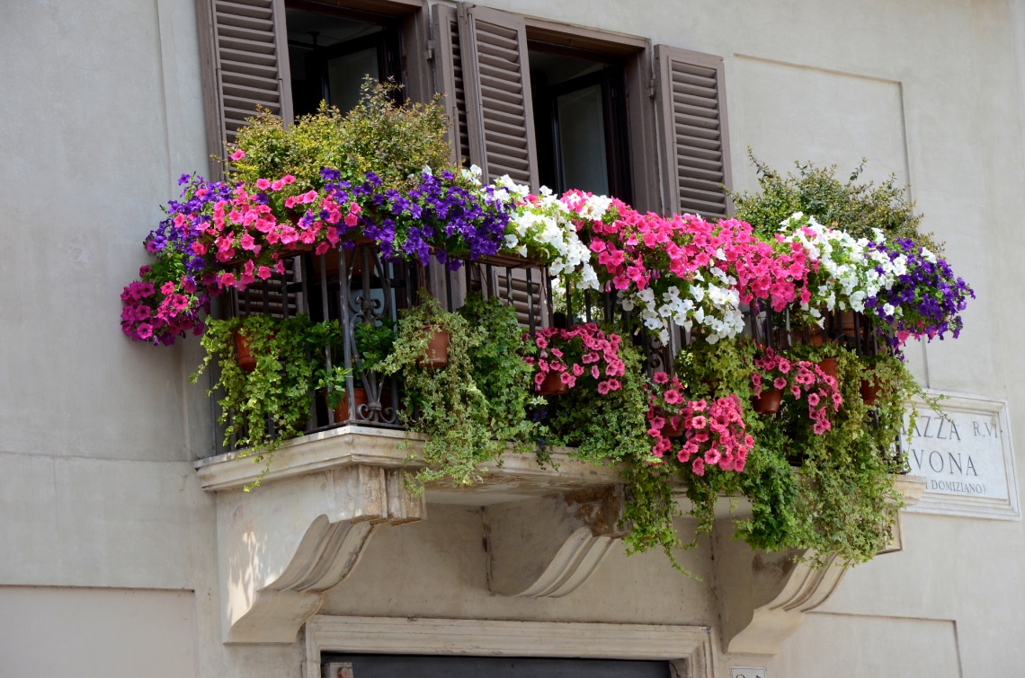 7 tarka balkonvirág, amit kevesen ismernek – Egyedi erkélyed lesz!