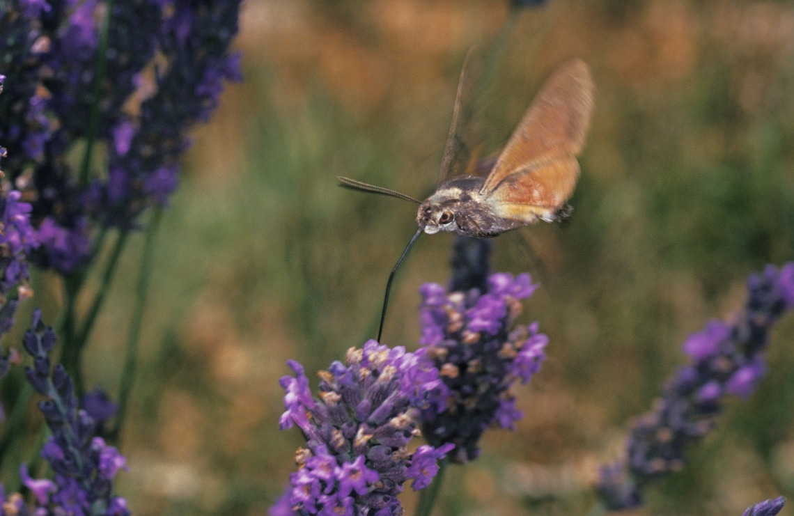 A 2021-es év rovara, a magyar „kolibri” – Milyen virágokkal vonzhatod be?