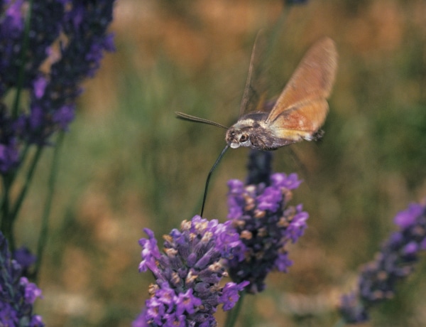 A 2021-es év rovara, a magyar „kolibri” – Milyen virágokkal vonzhatod be?