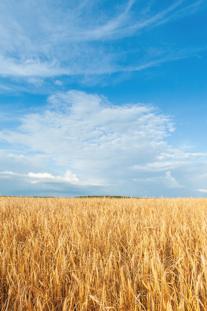 A boldog asszonyok napja