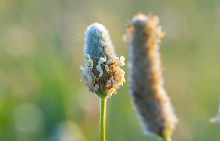 Balhafűmag (Plantago psyllium)