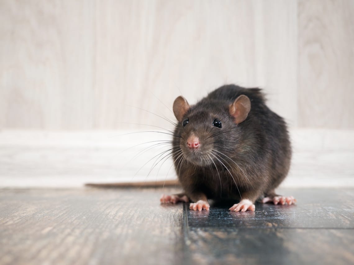 A patkány – Okos, zsarnoki és sunyi