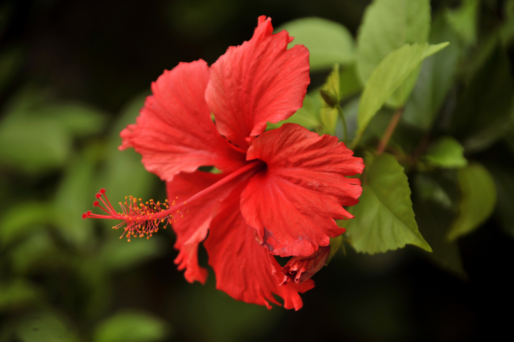 Hibiszkusz virág receptek