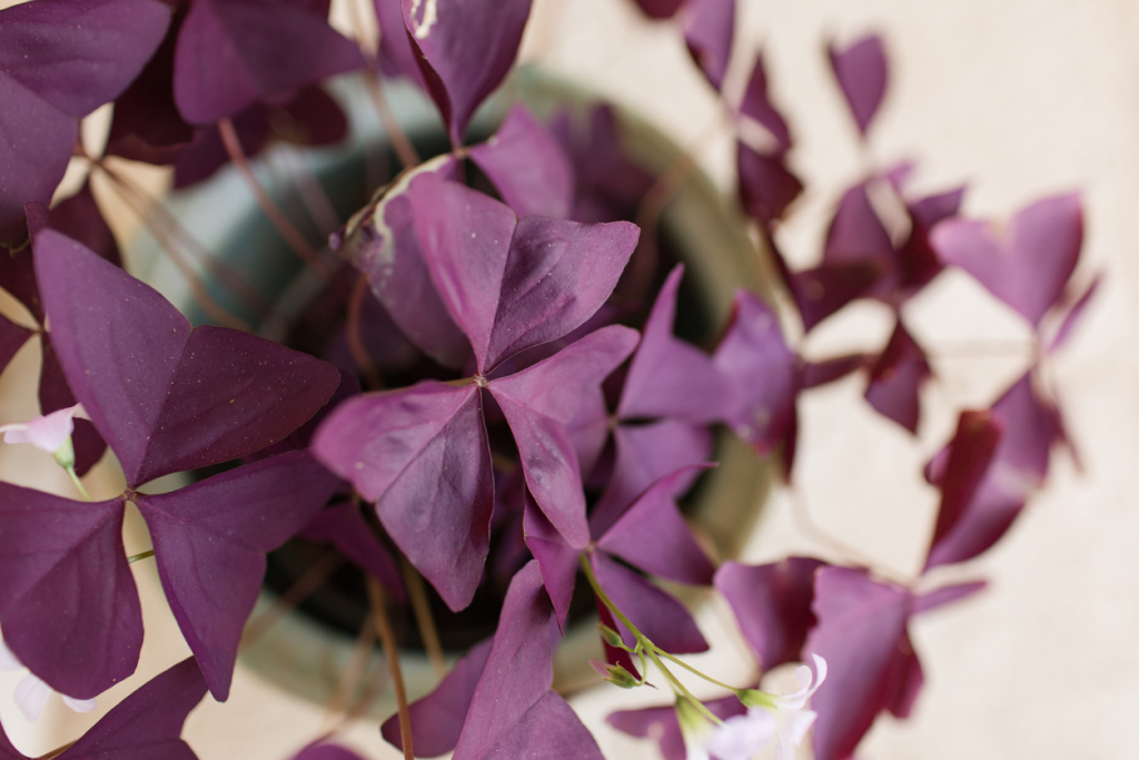 Oxalis triangularis