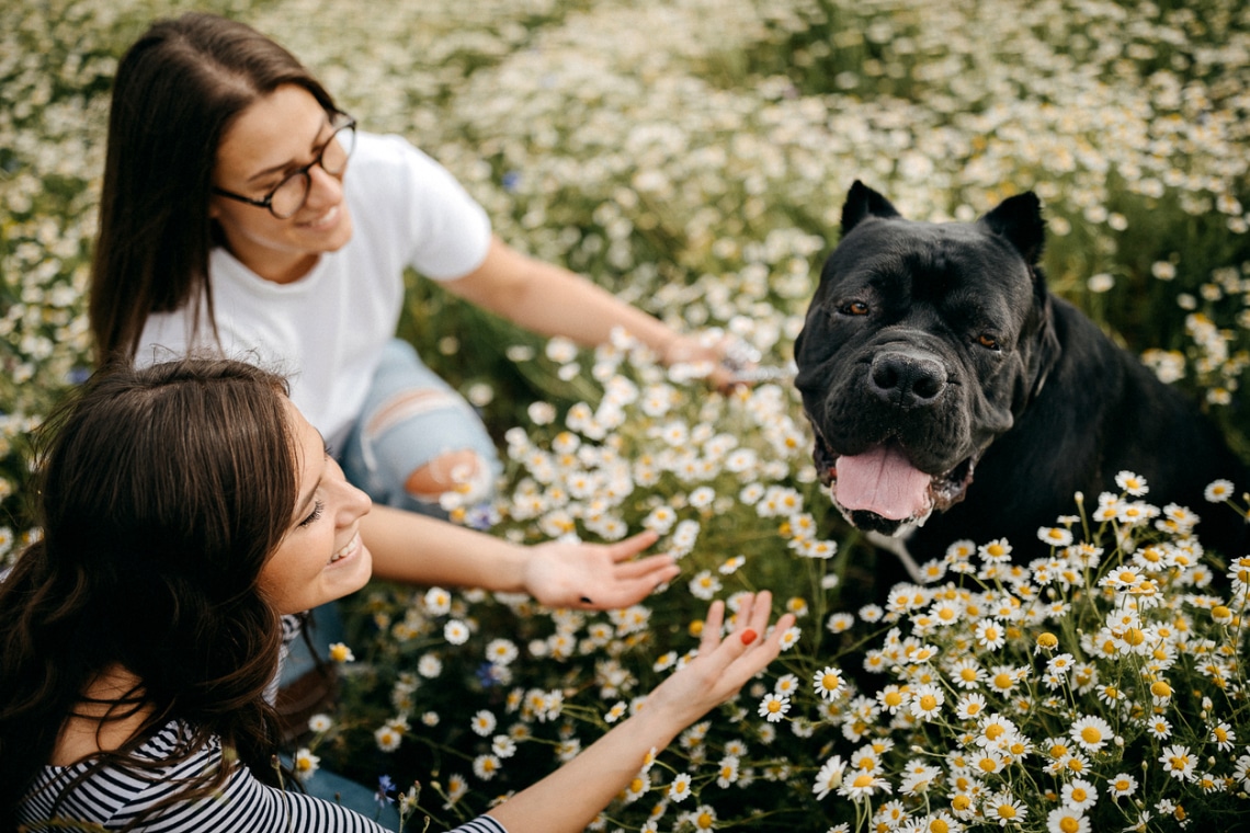 A kutyád imádja a gyógynövényeket. Te tudod, mikor melyiket add neki?