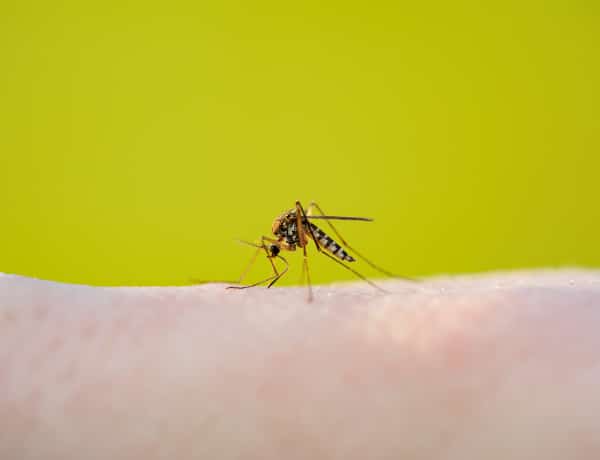 Milyen szúnyogriasztót és rovarcsapdát válasszunk?