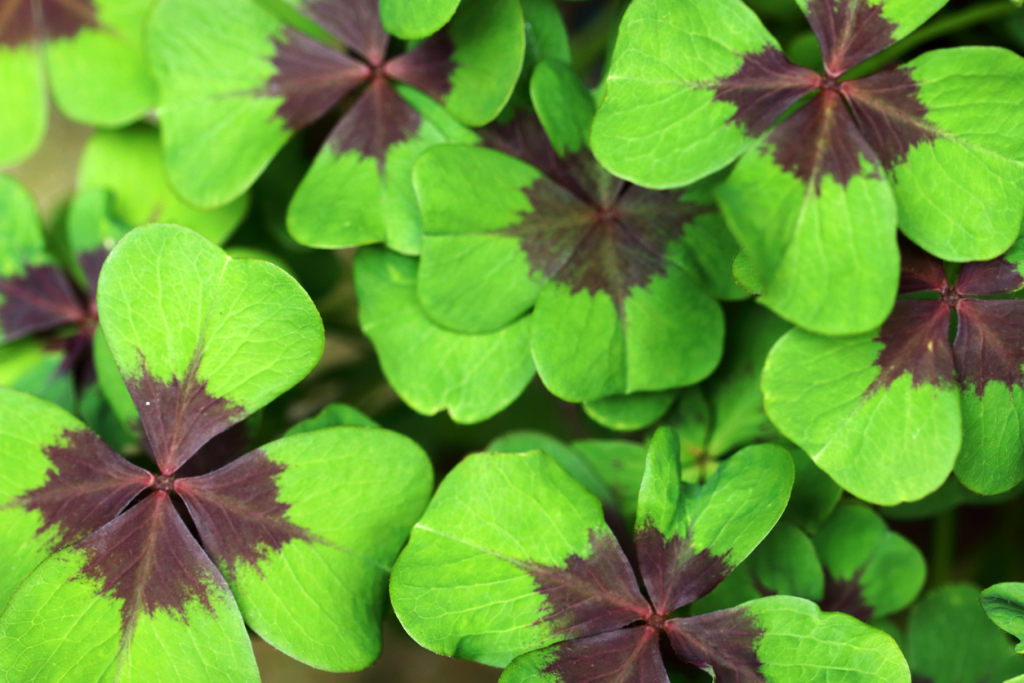 Oxalis tetraphylla
