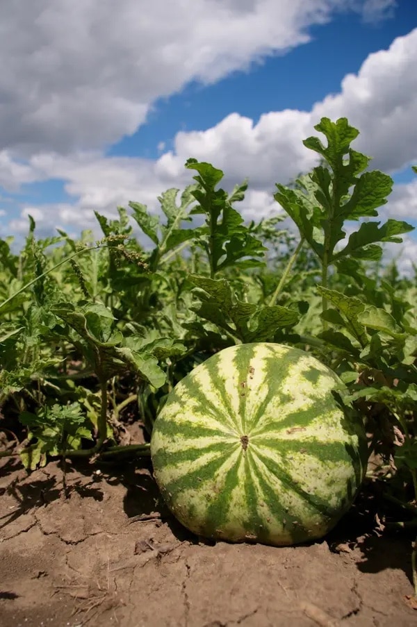 Lőrinc nap – augusztus 10.