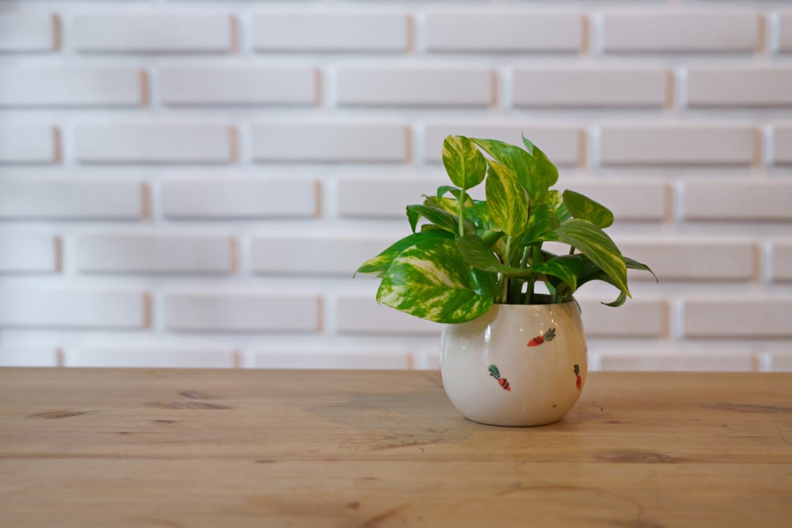 Szobai futóka (Epipremnum aureum)