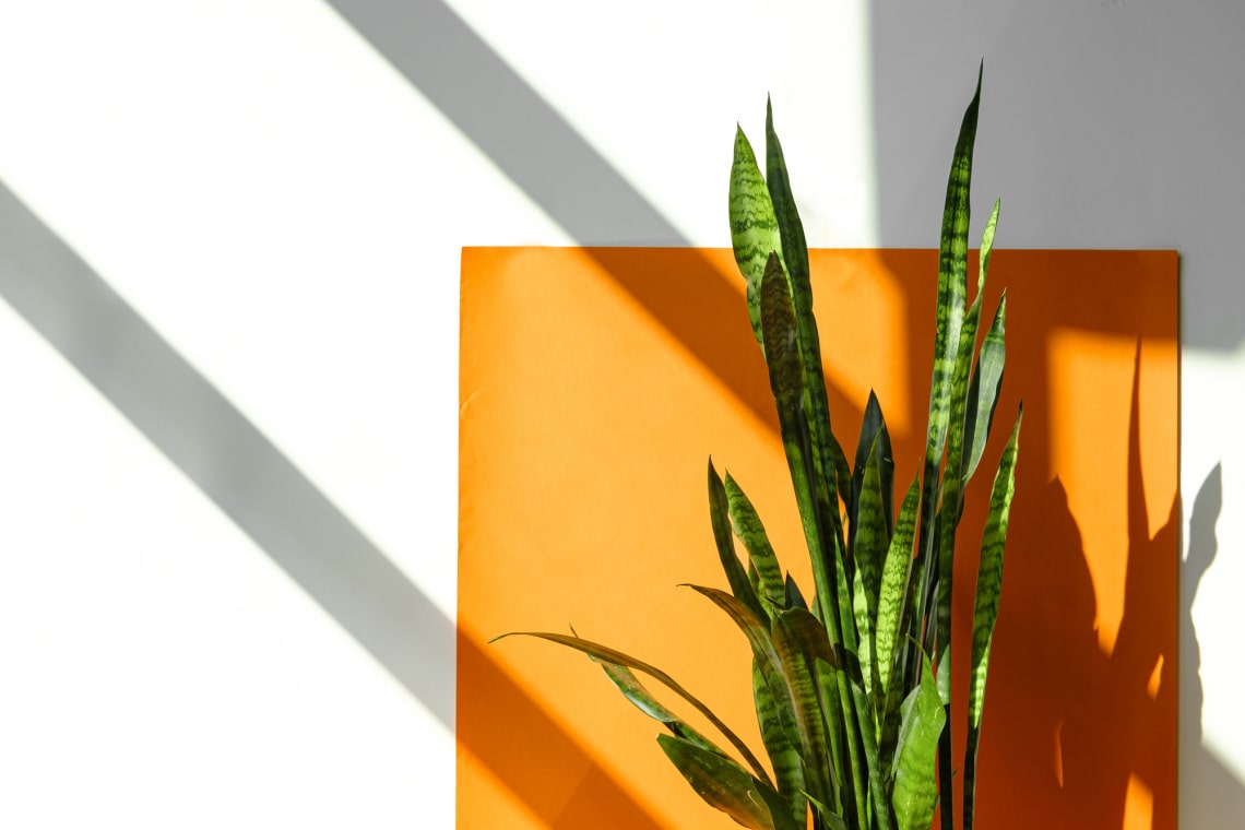 Anyósnyelv (Sansevieria)
