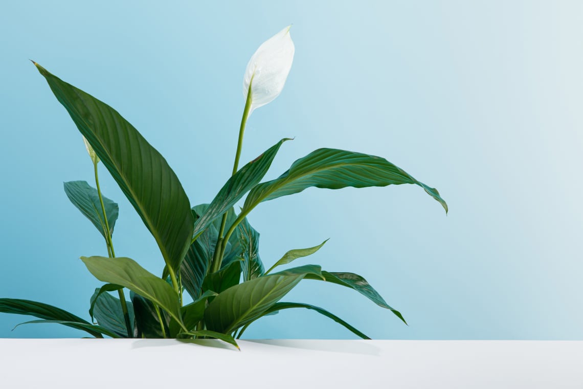Vitorlavirág (Spathiphyllum)