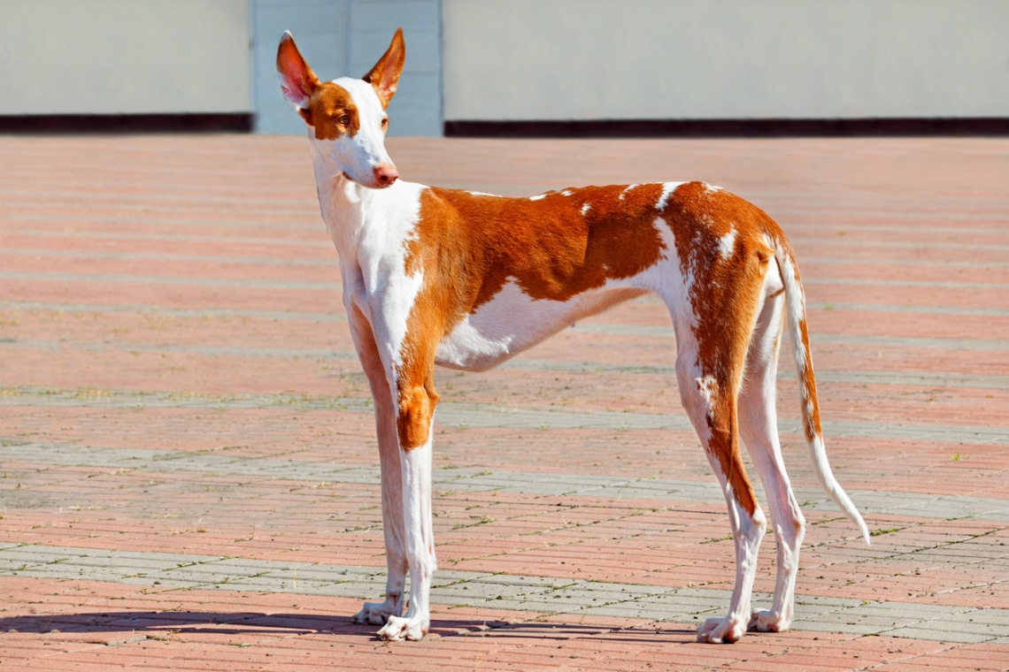 Podenco