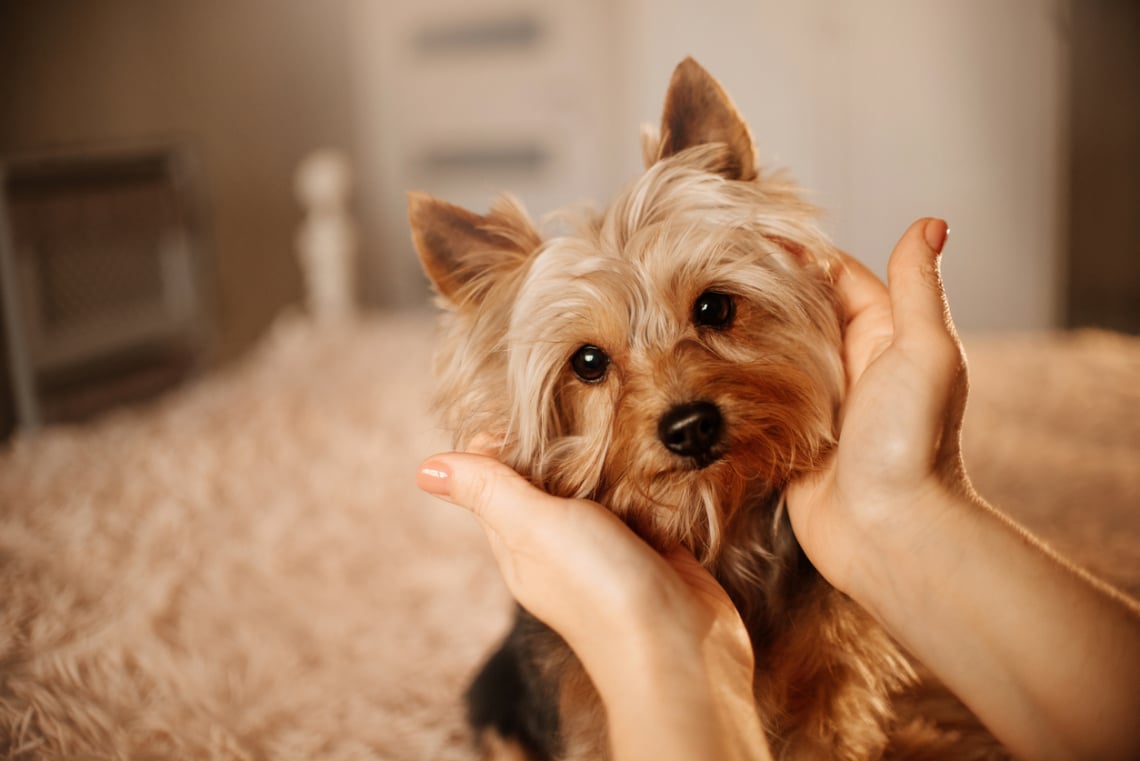 Yorkshire terrier