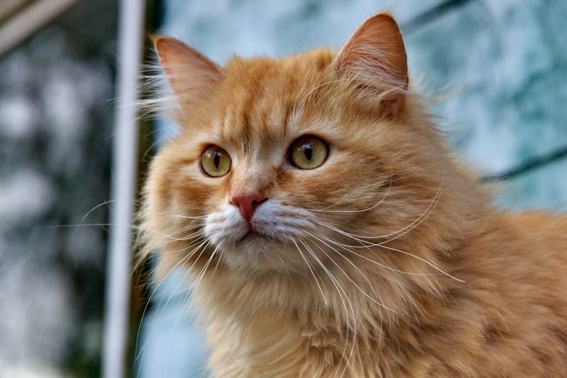 A világ 10 legszebb macskafajtája – Mindegyik egyedülállóan különleges!
