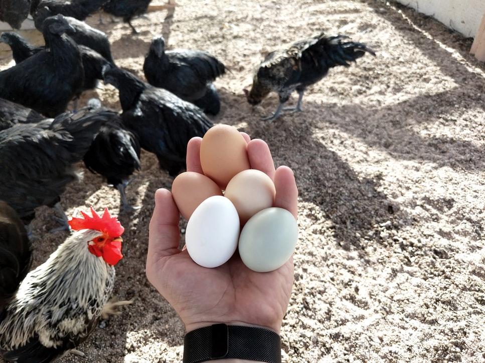 Miért olyan drága a bio tojás? A különbség a különböző tojások közt