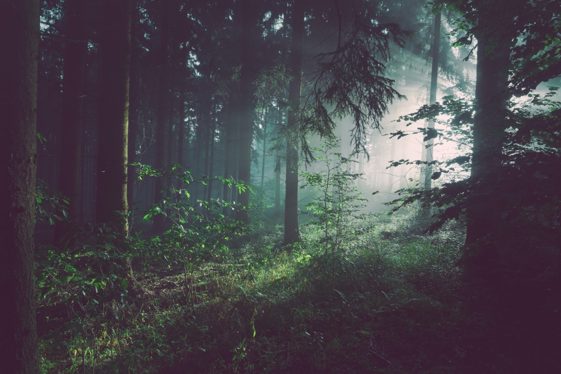 Az erdei levegő tényleg gyógyít! Így hatnak rád a tölgyerdők és így a fenyőerdők
