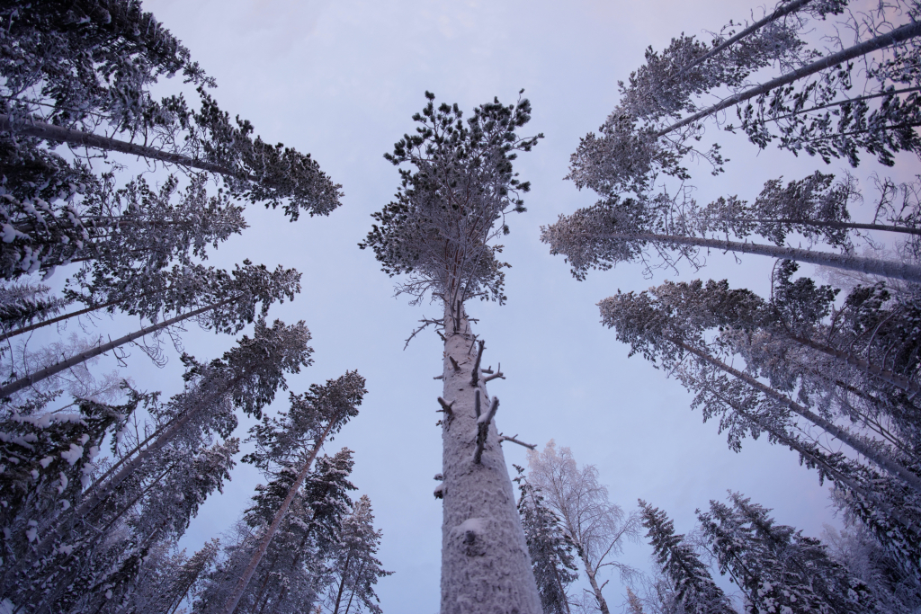 Gyönyörű erdő Finnországban