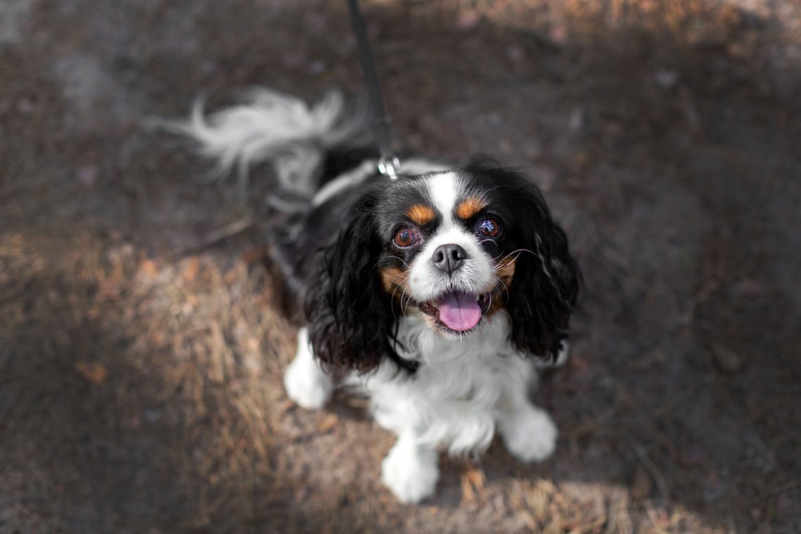 Cavalier King Charles Spániel