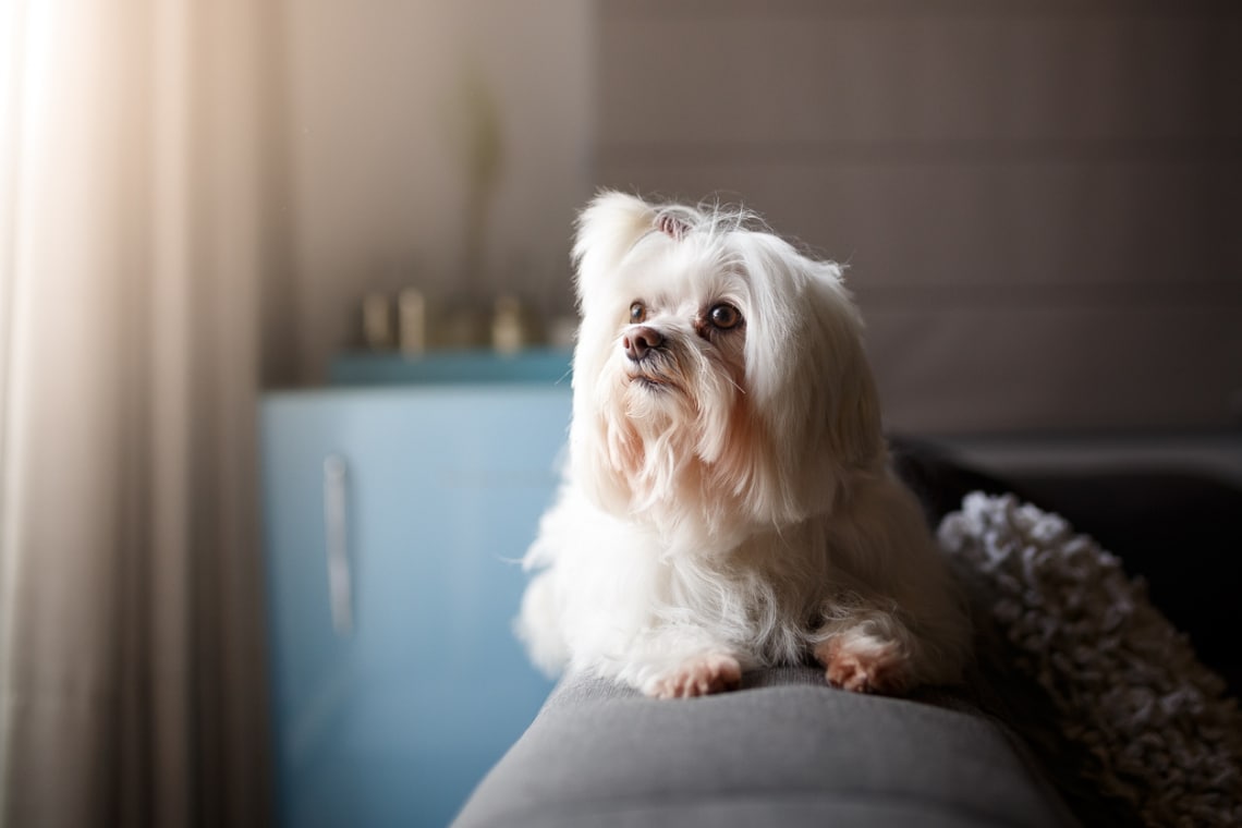 Lhasa apso