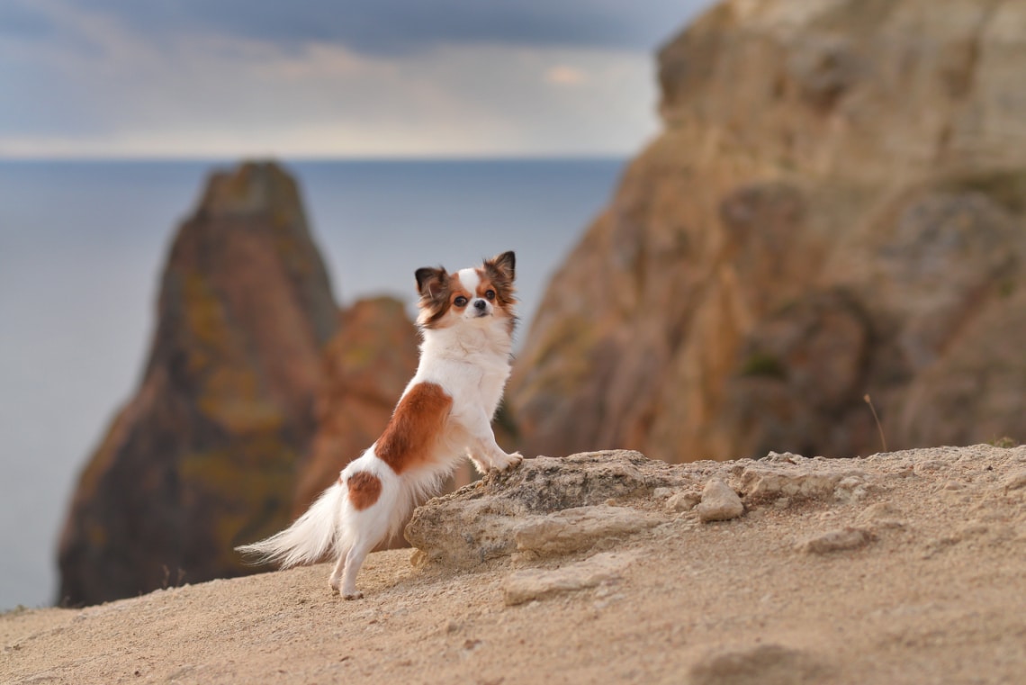 Papillon