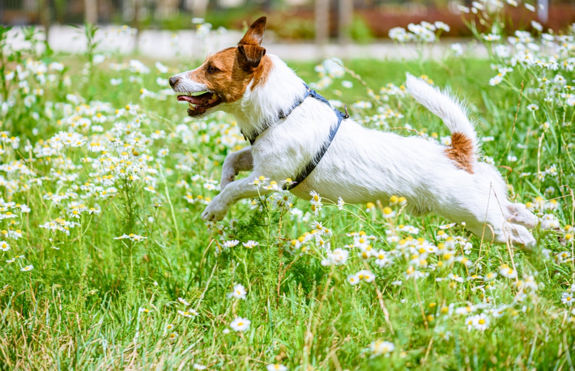 Jack russell terrier