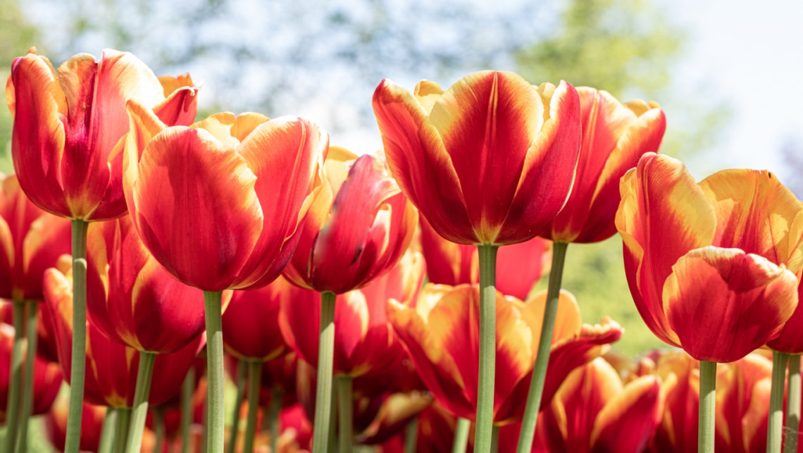 Tulipán