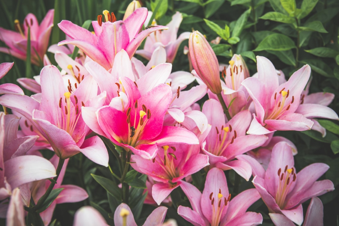 Liliom