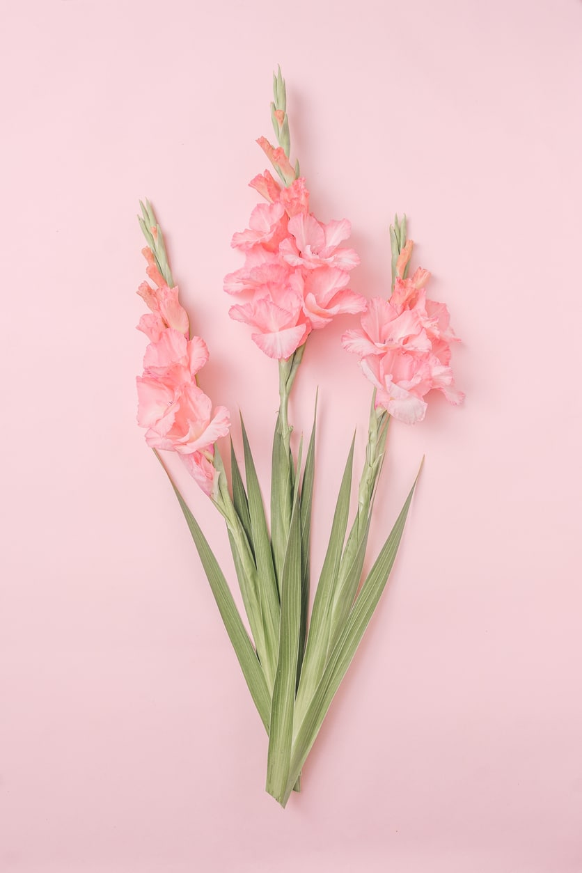Kardvirág