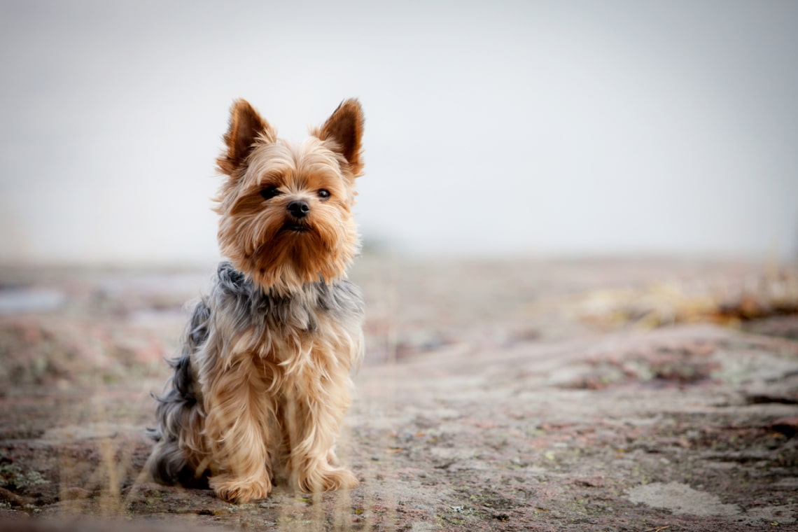 Yorkshire Terrier