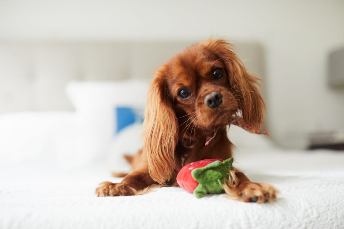 Cavalier King Charles Spániel