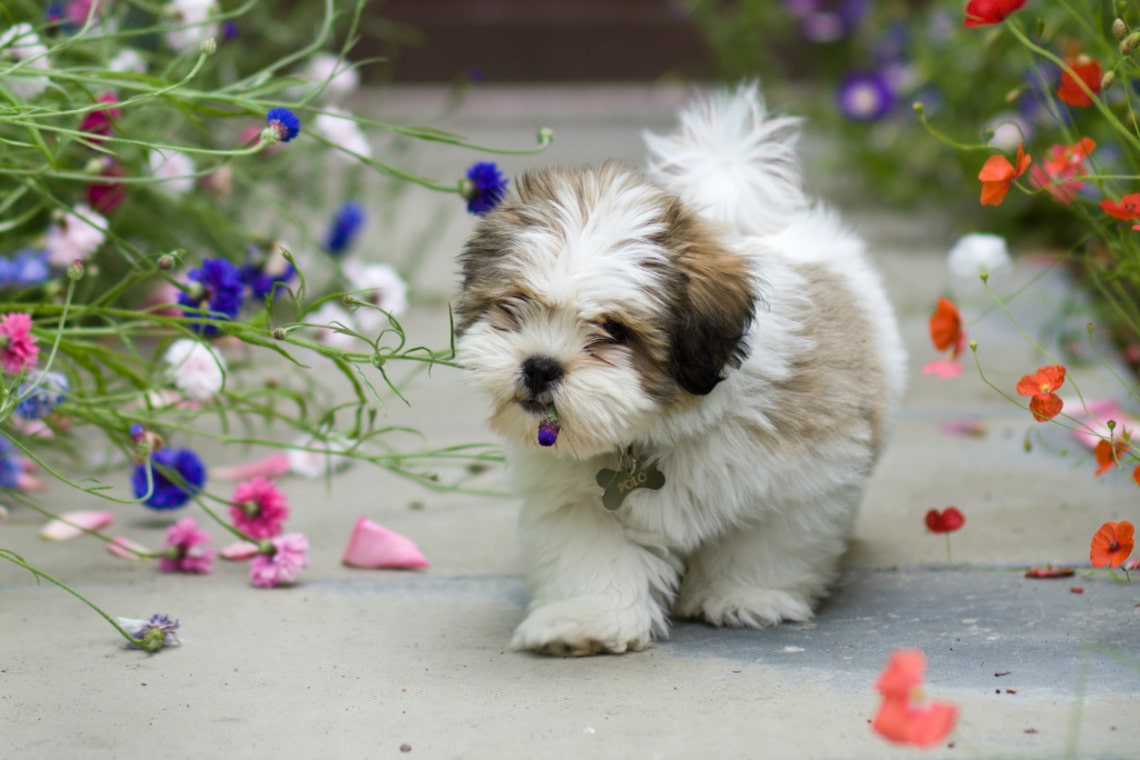 Lhasa Apso