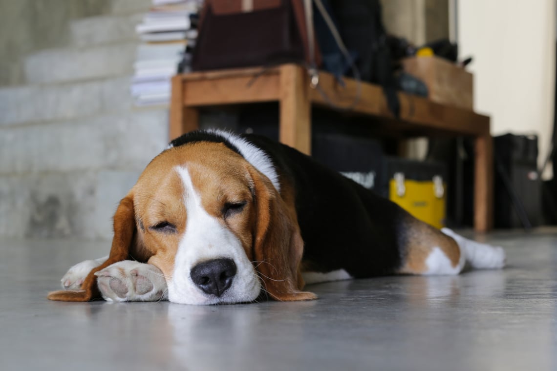 Beagle