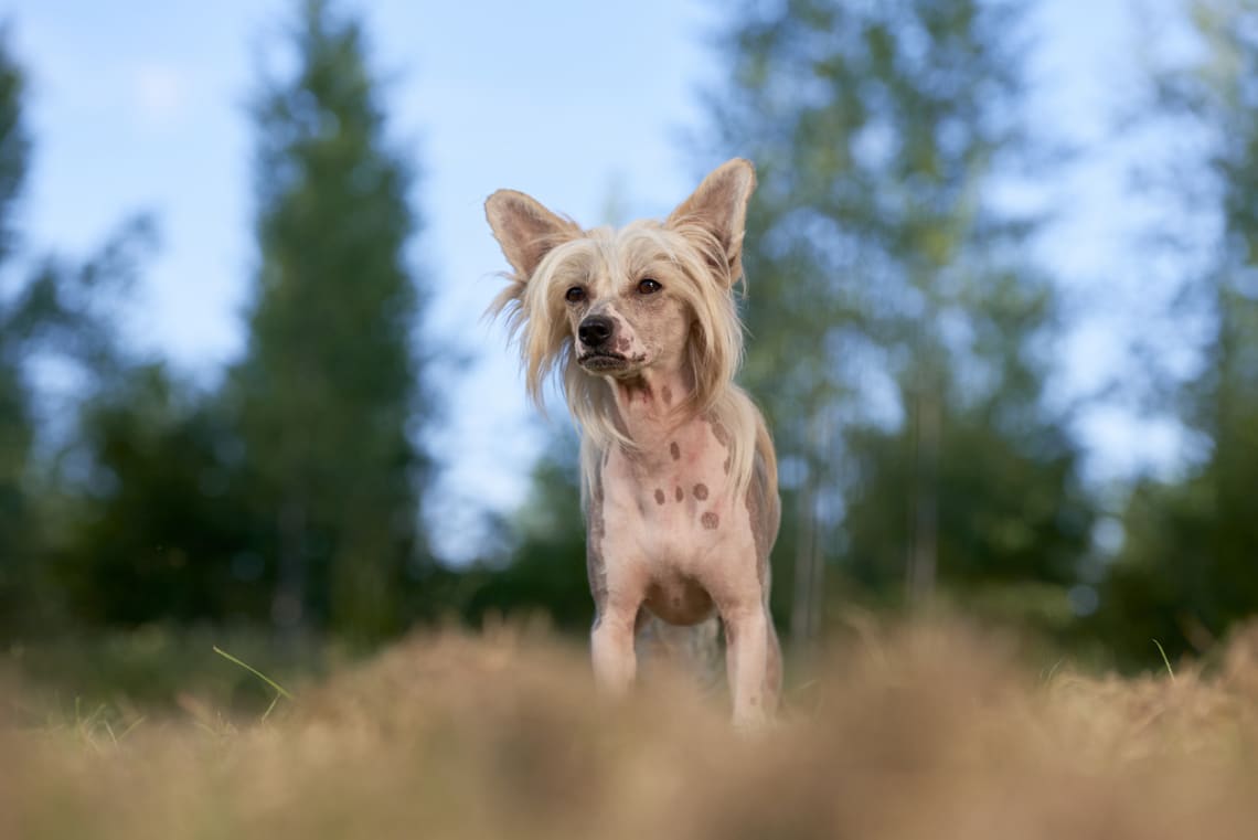 Kínai meztelen kutya