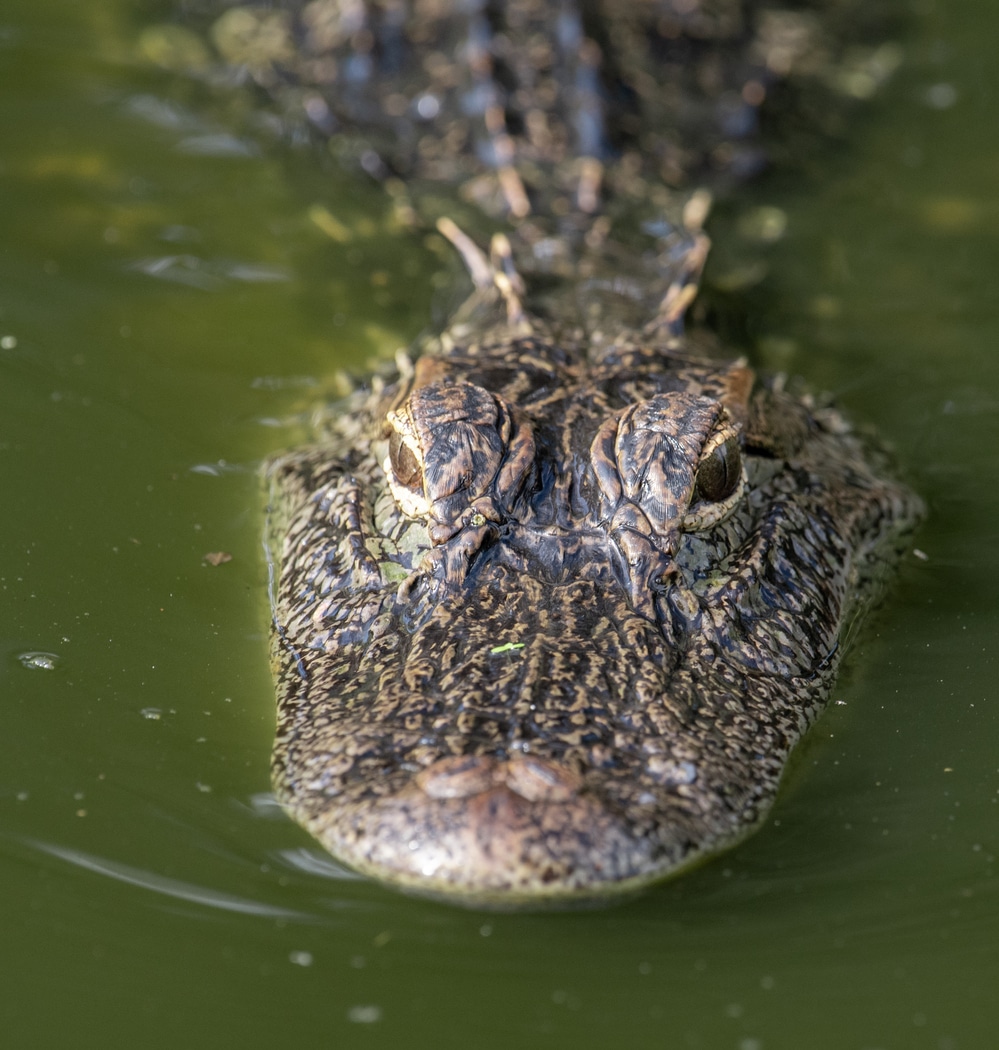 A kanálisban krokodilok élnek