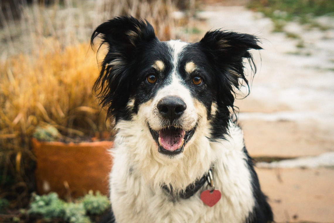 Border Collie