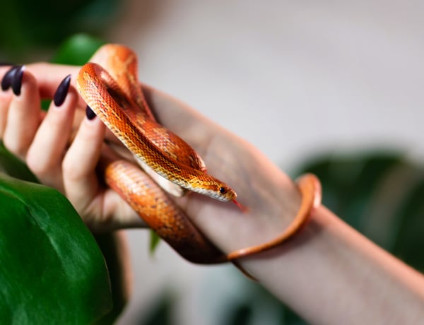 15 állat, aki ha megjelenik az életedben, spirituális hatással lesz rád