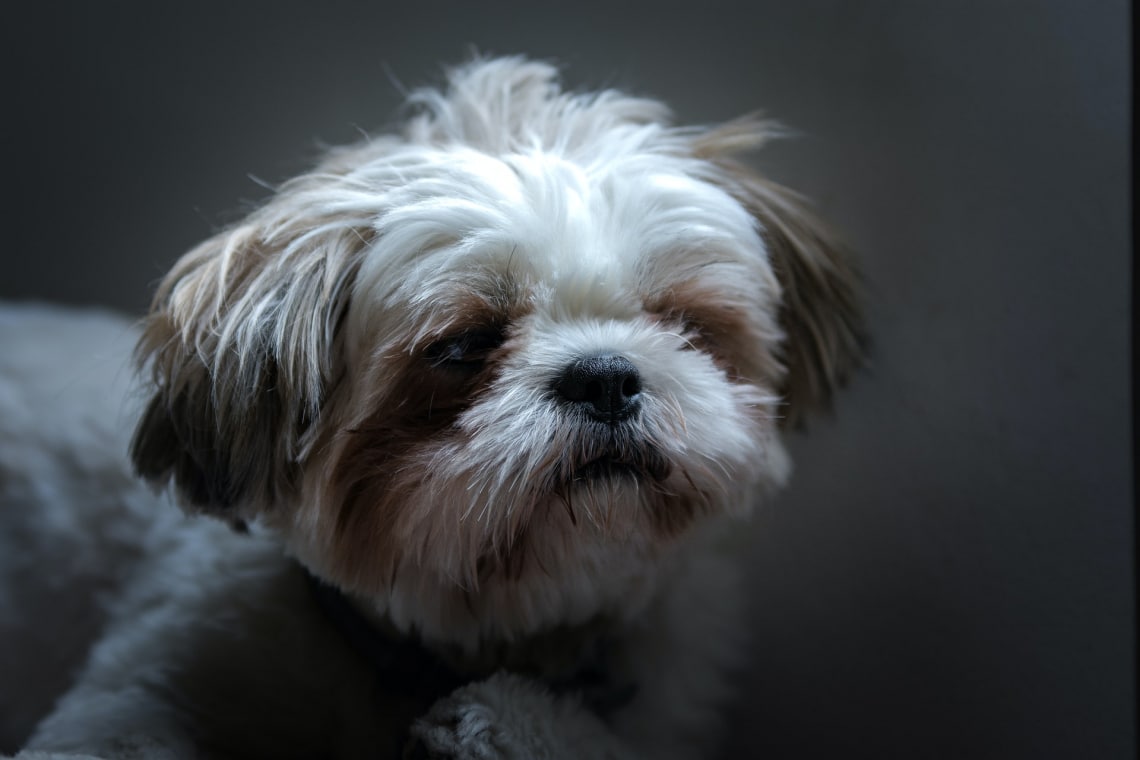 Shih Tzu
