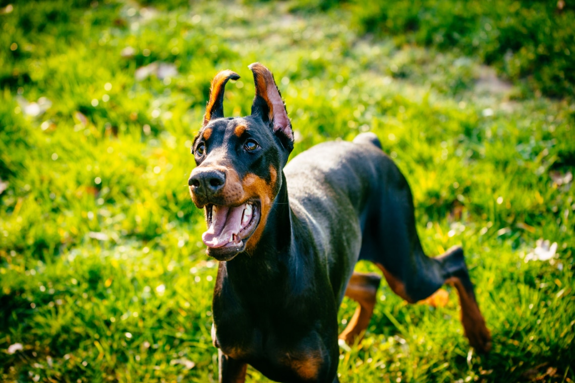 Doberman
