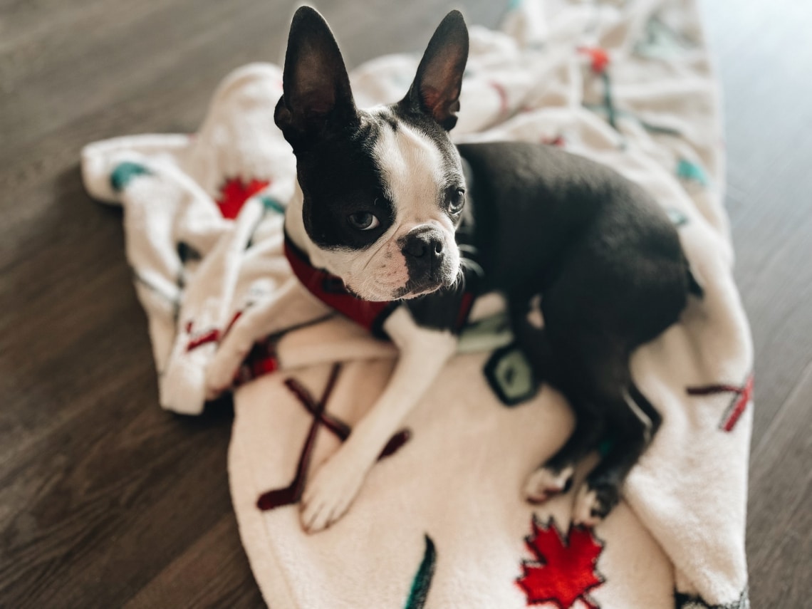 Boston Terrier