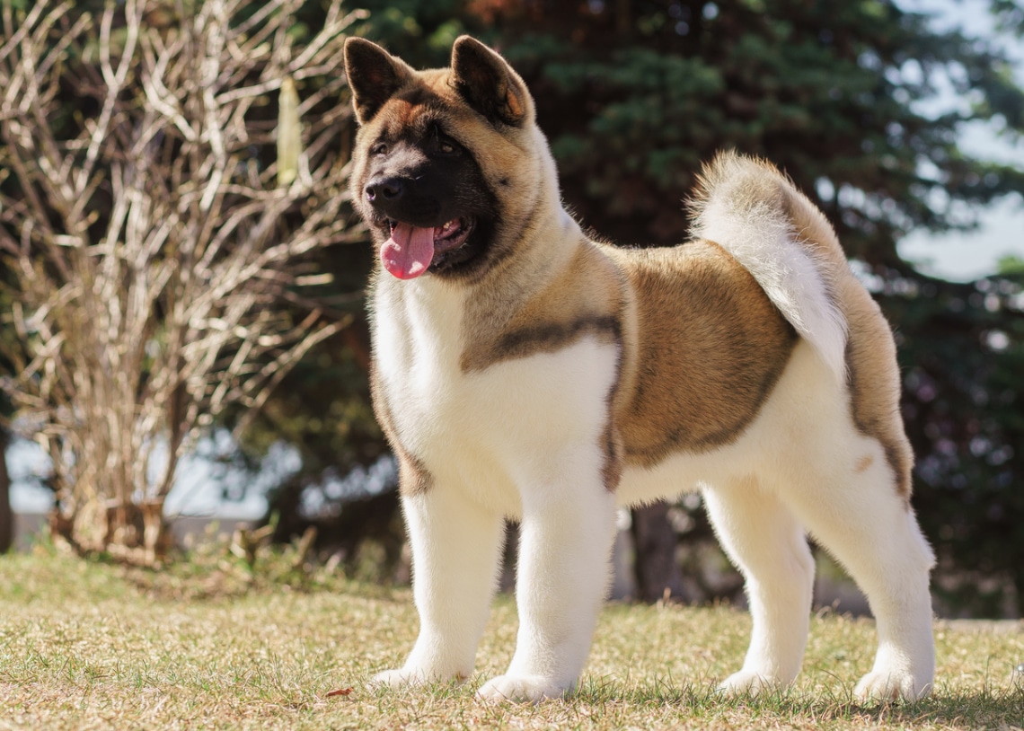 Akita Inu