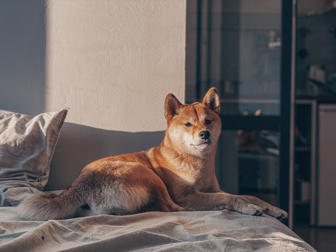 Shiba Inu
