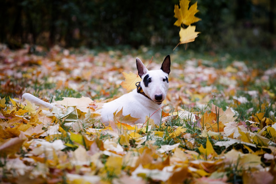 Bullterrier