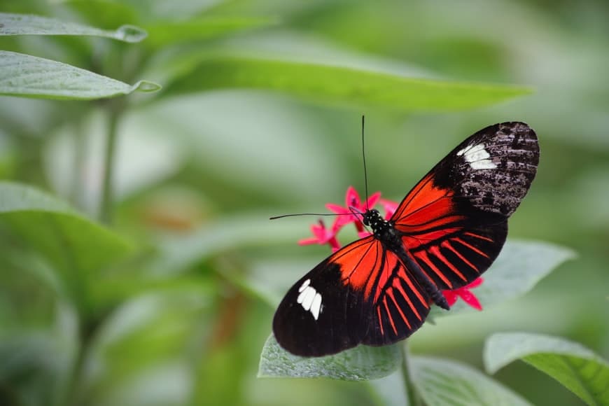 Válassz egy pillangót és megtudod, melyek a legkülönlegesebb tulajdonságaid